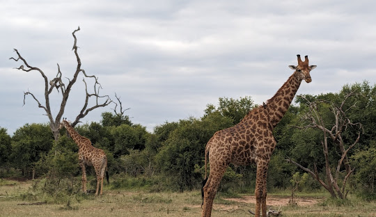Swazi Animals Cultural