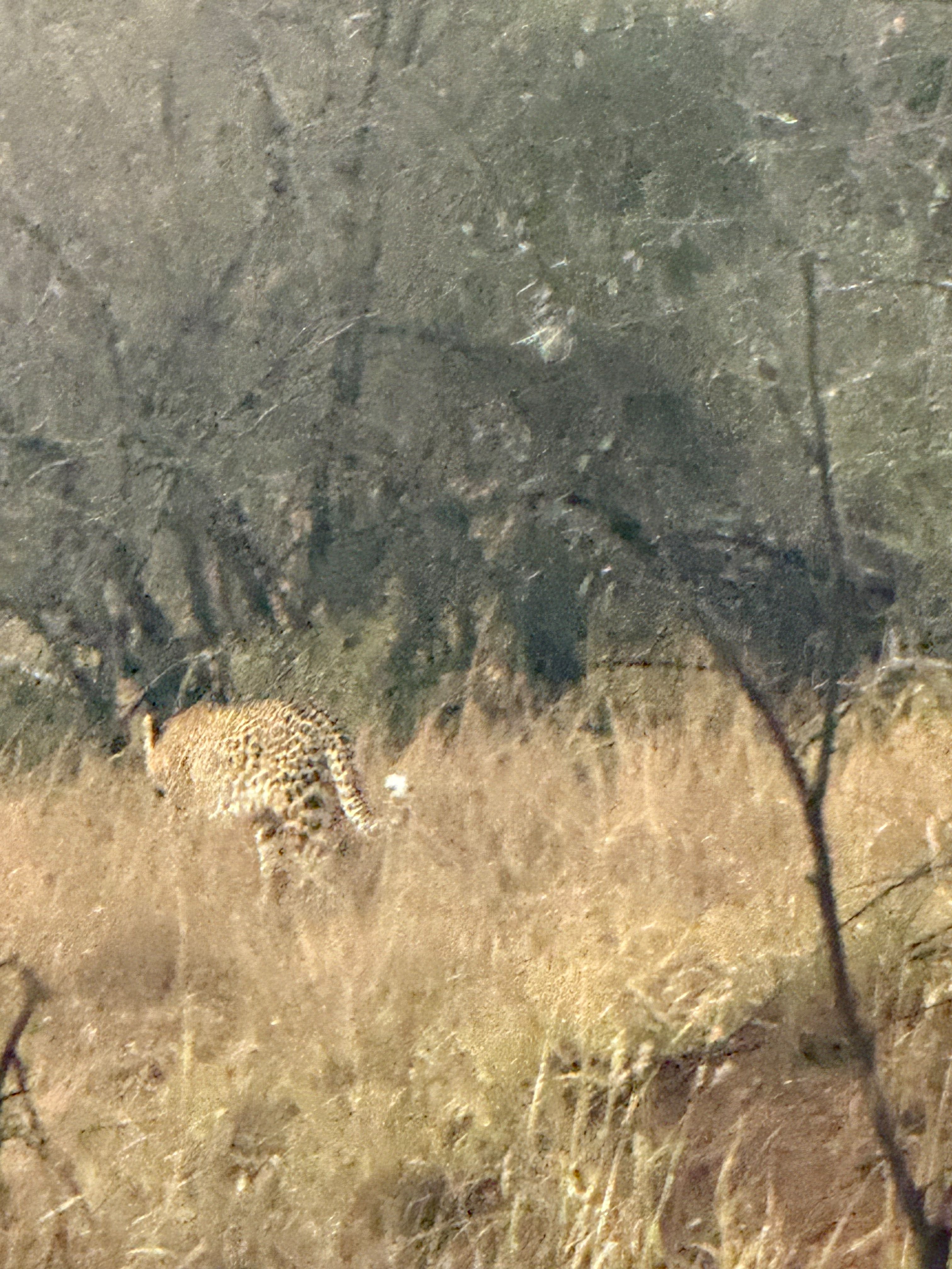 Spotted African cheetah