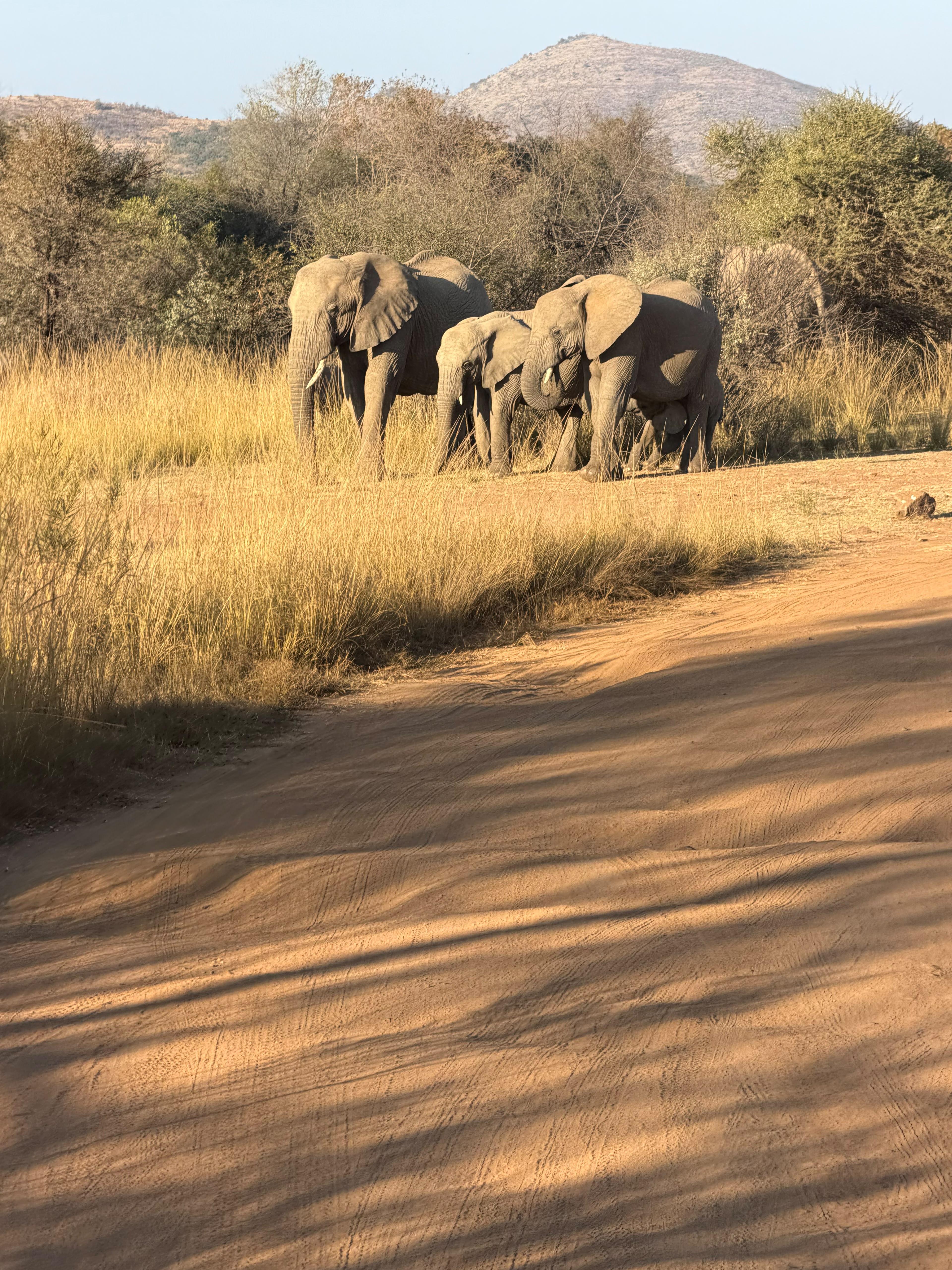 Majestic African elephants