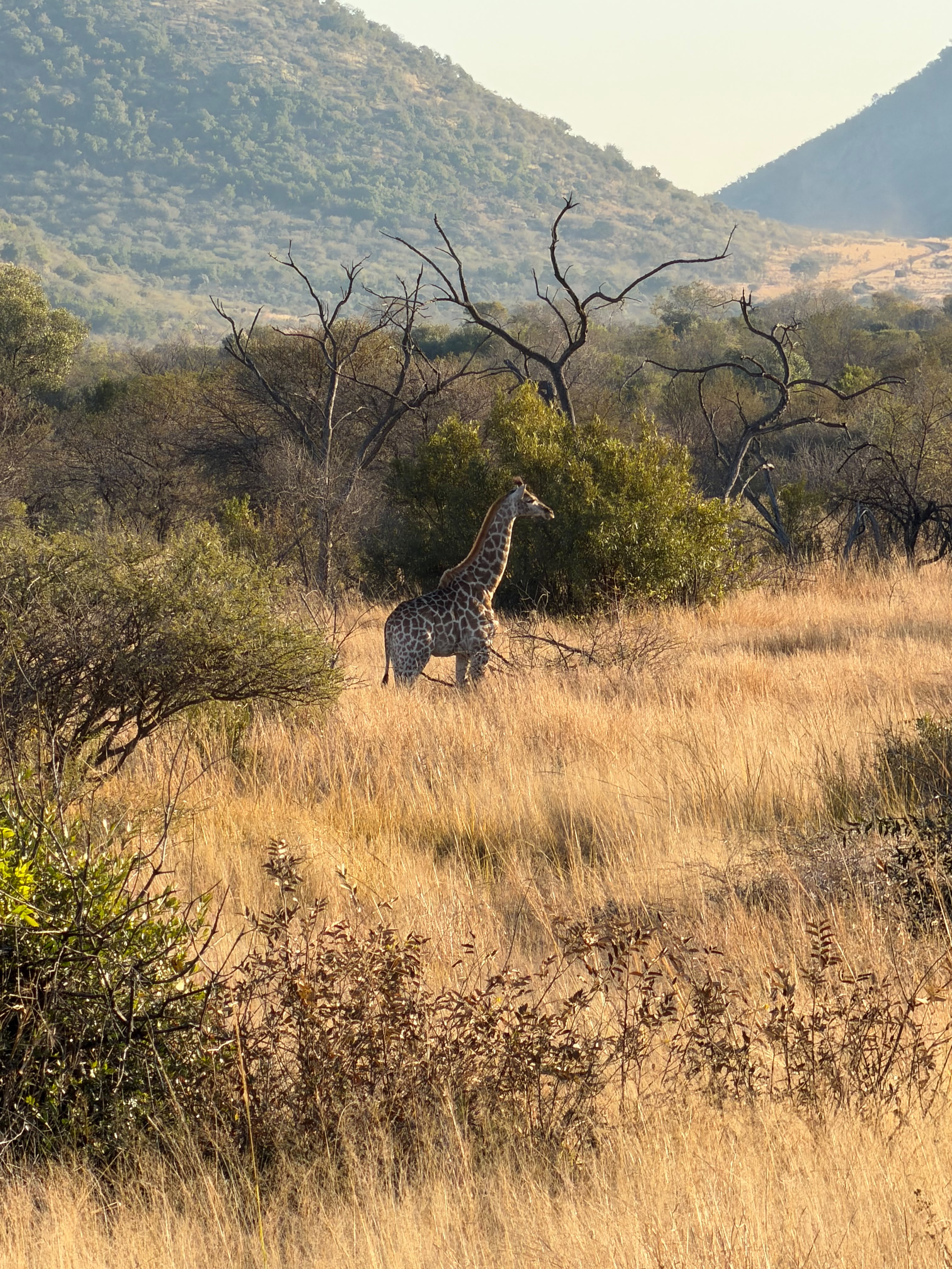 Graceful African giraffe