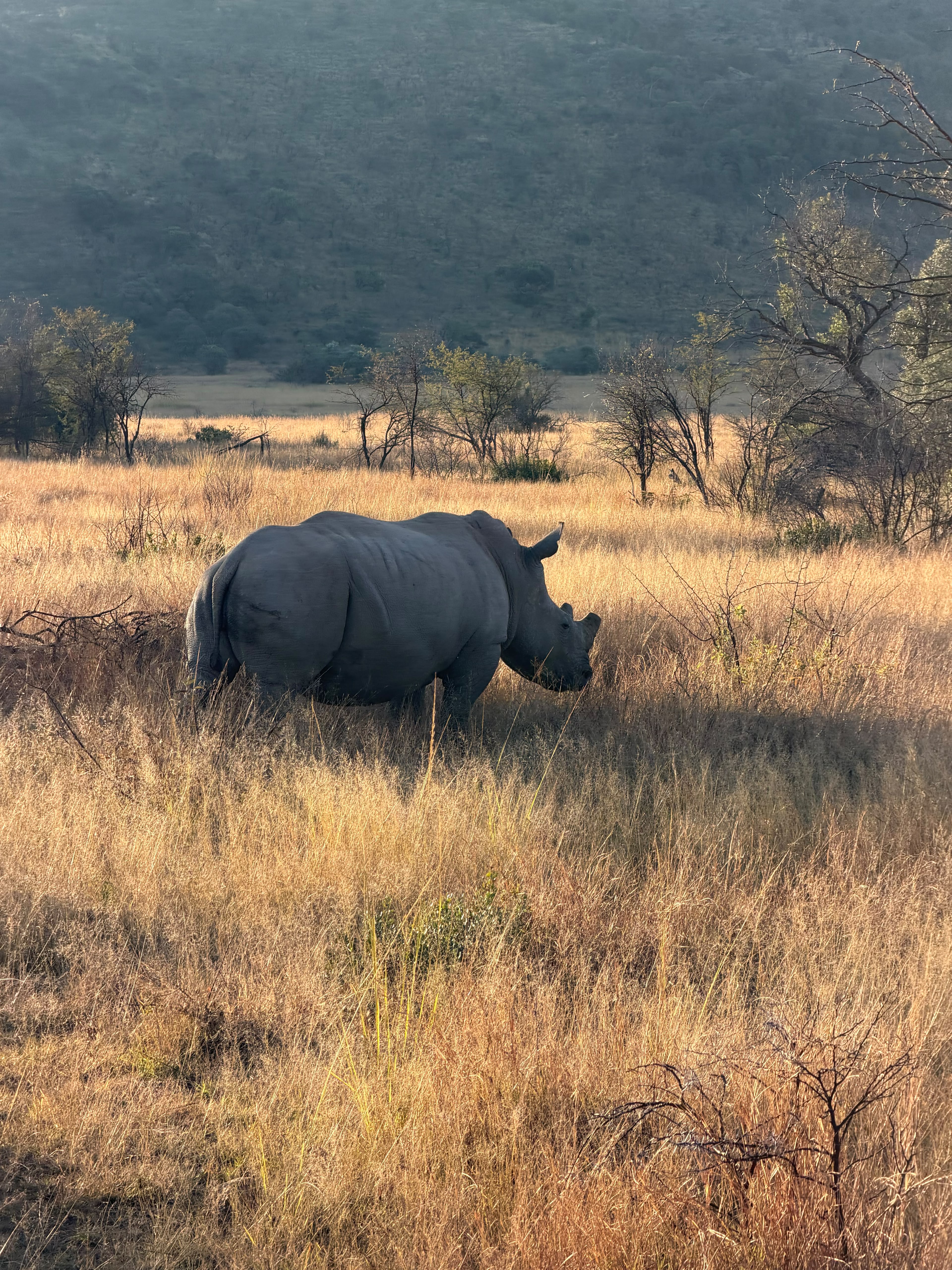 African rhino in the wild