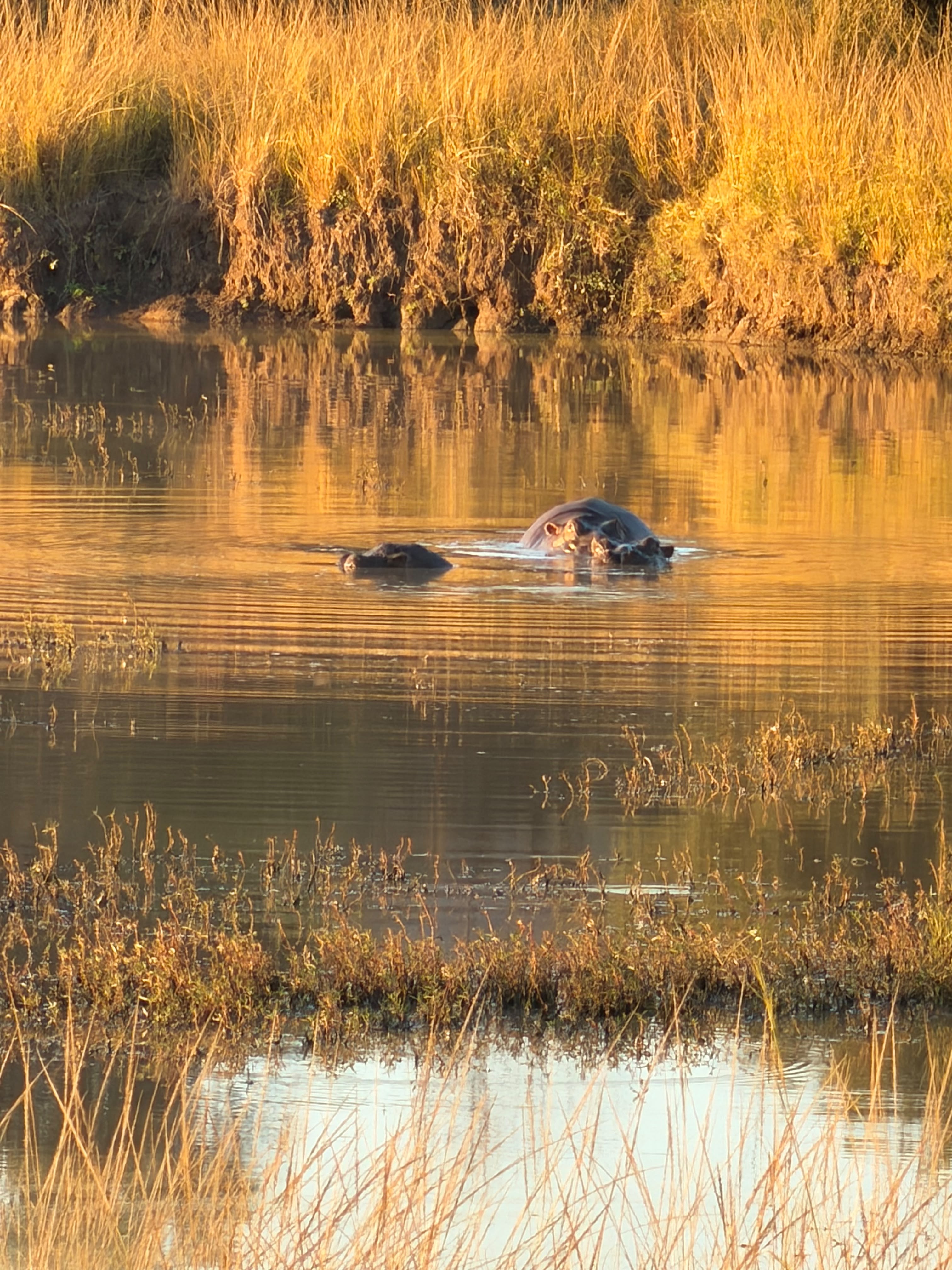 Rhino in water