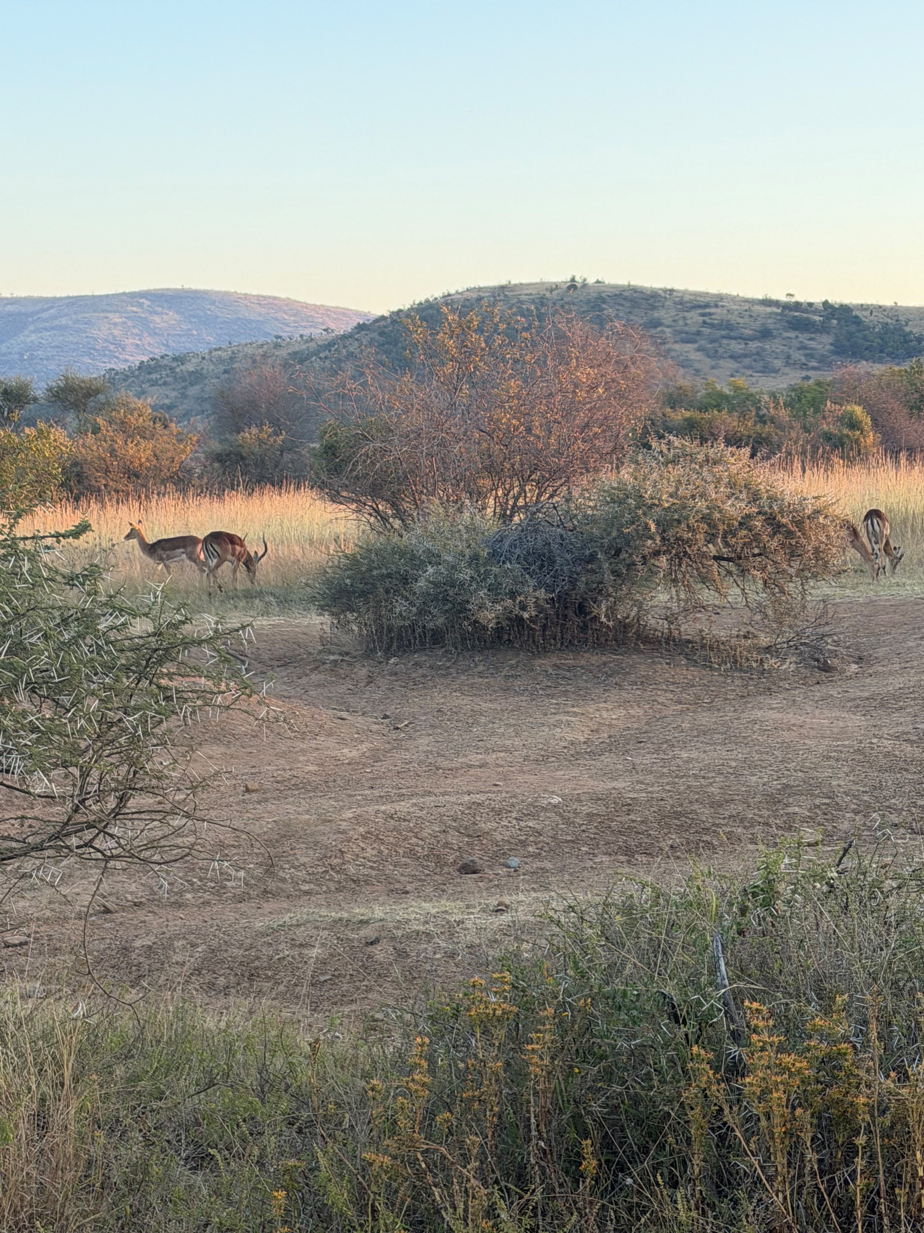 Springboks leaping