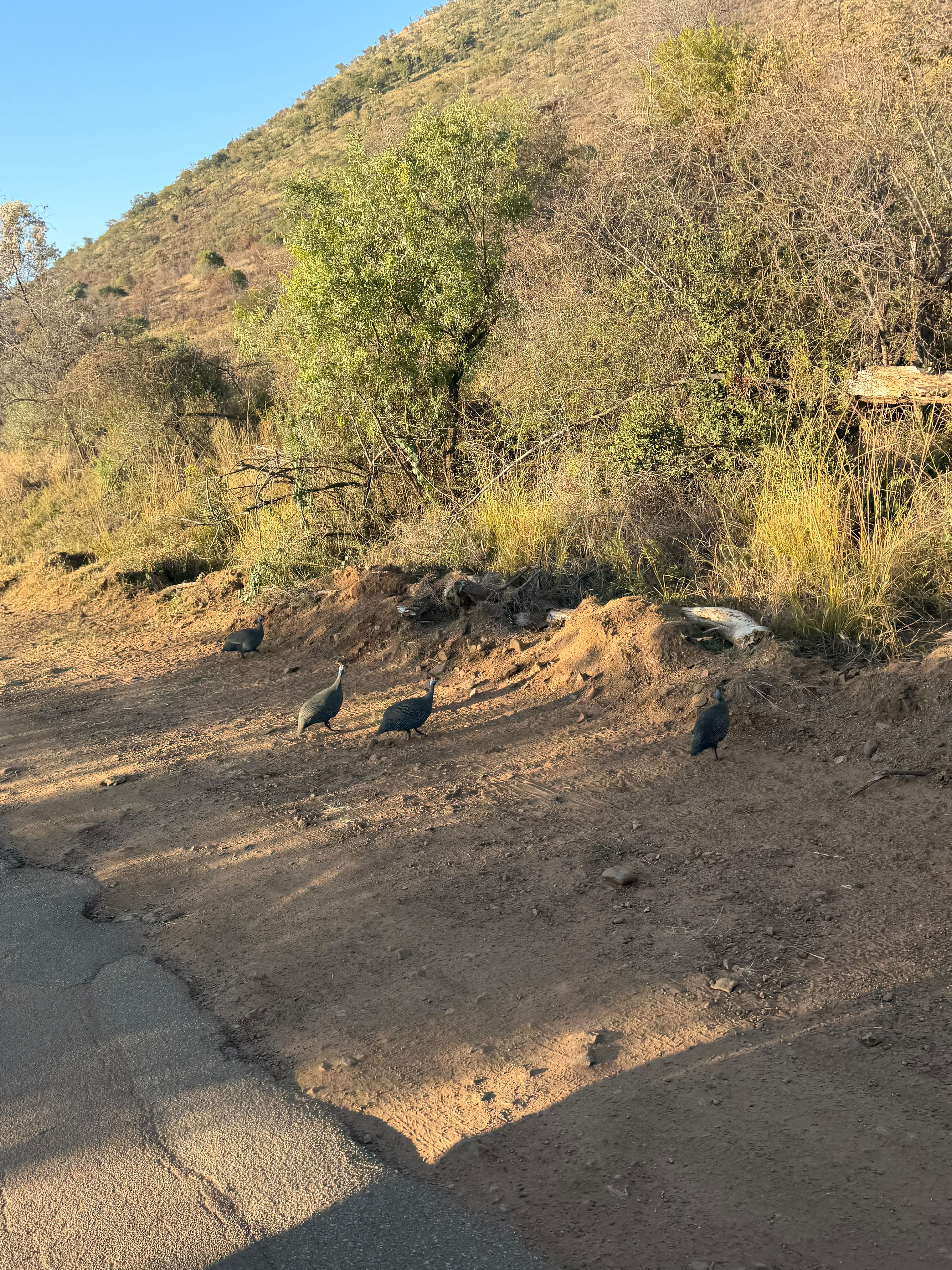 Peaceful birds in Africa